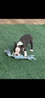 Bolt-AKC, a male Boston Terrier for sale in Konawa, OK – 10 of 10