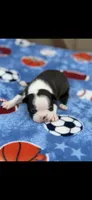 Bolt-AKC, a male Boston Terrier for sale in Konawa, OK – Photo 3 of 10