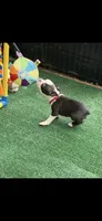 Bolt-AKC, a male Boston Terrier for sale in Konawa, OK – 4 of 10
