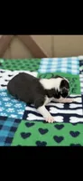 Bolt-AKC, a male Boston Terrier for sale in Konawa, OK – Photo 5 of 10