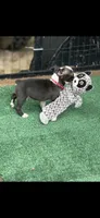 Bolt-AKC, a male Boston Terrier for sale in Konawa, OK – 3 of 10