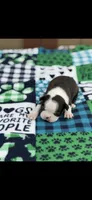 Bolt-AKC, a male Boston Terrier for sale in Konawa, OK – Photo 2 of 10