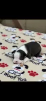 Bolt-AKC, a male Boston Terrier for sale in Konawa, OK – Photo 7 of 10