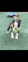 Bolt-AKC, a male Boston Terrier for sale in Konawa, OK – 9 of 10