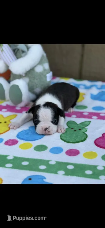 Bolt-AKC – Boston Terrier puppy for sale in Konawa, OK