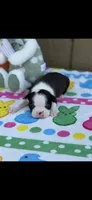 Bolt-AKC, a male Boston Terrier for sale in Konawa, OK – Photo 1 of 10