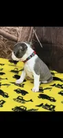 Denver-AKC, a male Boston Terrier for sale in Konawa, OK – 10 of 10