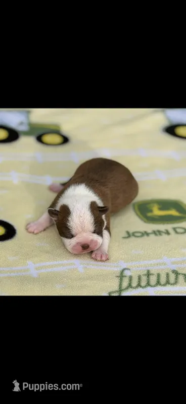 Coco-AKC – Boston Terrier puppy for sale in Konawa, OK