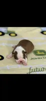 Coco-AKC, a male Boston Terrier for sale in Konawa, OK – 5 of 8