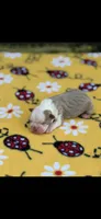 Gracie-AKC, a female Boston Terrier for sale in Konawa, OK – 5 of 6