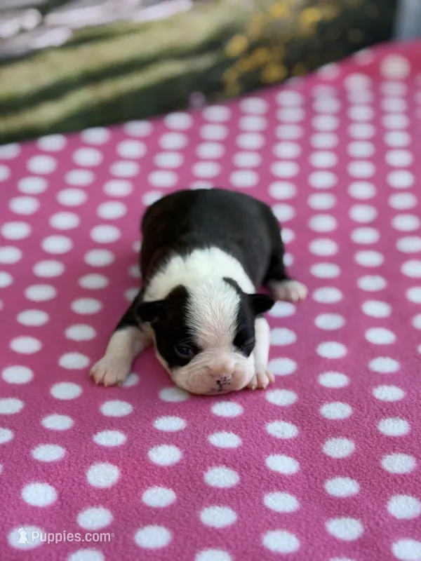 Marley-AKC – Boston Terrier puppy for sale in Konawa, OK