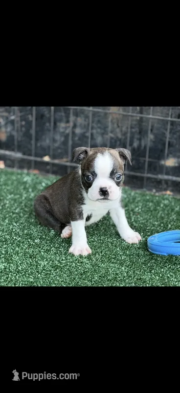 Jase-AKC – Boston Terrier puppy for sale in Konawa, OK