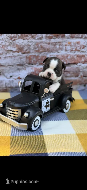 Jase-AKC – Boston Terrier puppy for sale in Konawa, OK