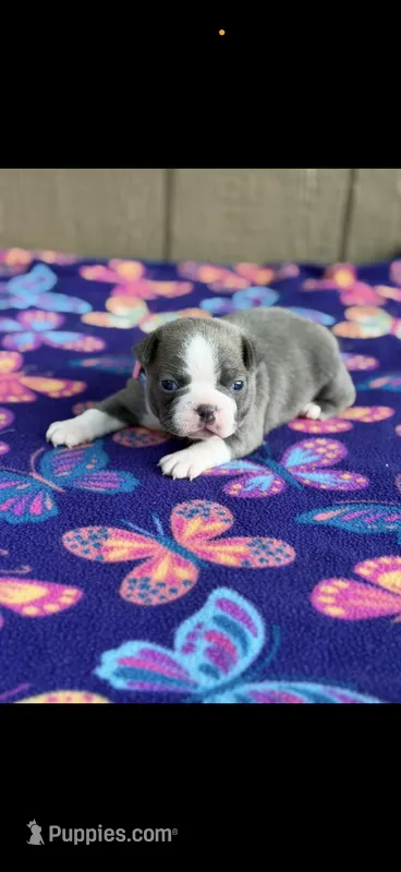 Jasmine-AKC – Boston Terrier puppy for sale in Konawa, OK