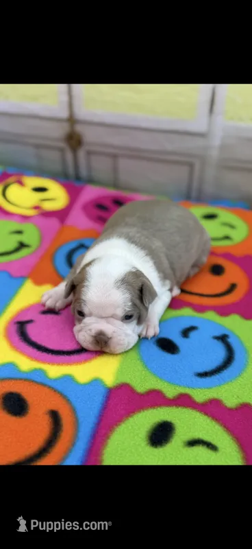 Gracie-AKC – Boston Terrier puppy for sale in Konawa, OK