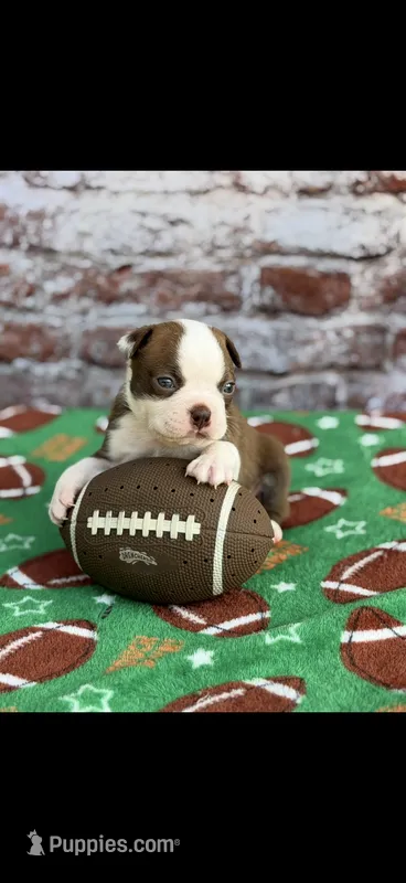 Coco-AKC – Boston Terrier puppy for sale in Konawa, OK