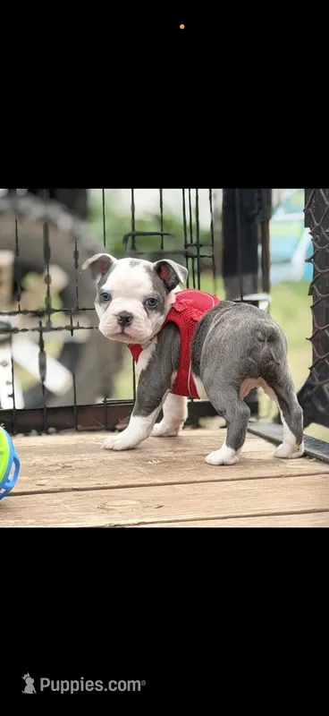 Jaxson-AKC – Boston Terrier puppy for sale in Konawa, OK