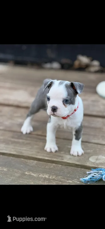 Jaxson-AKC – Boston Terrier puppy for sale in Konawa, OK