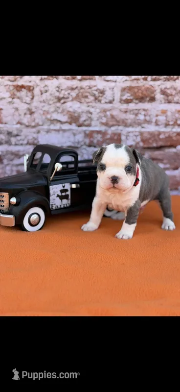 Jaxson-AKC – Boston Terrier puppy for sale in Konawa, OK