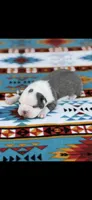 Jaxson-AKC, a male Boston Terrier for sale in Konawa, OK – Photo 4 of 6