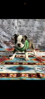 Tyson-AKC, a male Boston Terrier for sale in Konawa, OK – 7 of 9