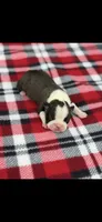 Jace-AKC, a male Boston Terrier for sale in Konawa, OK – 2 of 8