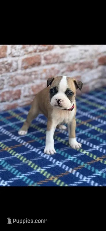 Bandit-AKC – Boston Terrier puppy for sale in Konawa, OK