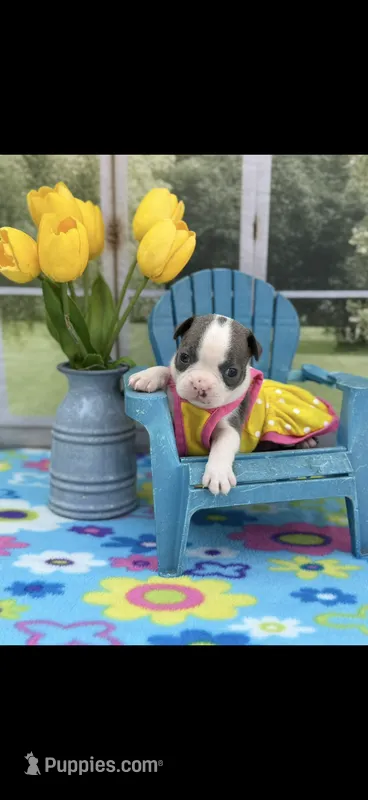 Avery-AKC – Boston Terrier puppy for sale in Konawa, OK