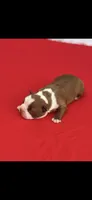 Rocky-AKC, a male Boston Terrier for sale in Konawa, OK – 7 of 8