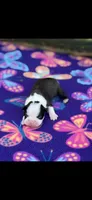 Maggie-AKC, a female Boston Terrier for sale in Konawa, OK – 3 of 5