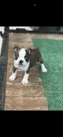Tyson-AKC, a male Boston Terrier for sale in Konawa, OK – 3 of 9