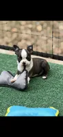 Tyson-AKC, a male Boston Terrier for sale in Konawa, OK – 7 of 10