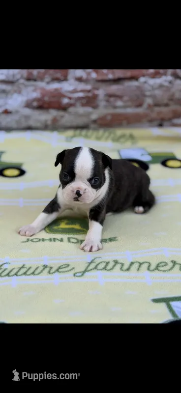 Tyson-AKC – Boston Terrier puppy for sale in Konawa, OK