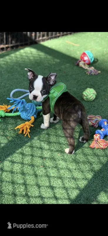 Max-AKC – Boston Terrier puppy for sale in Konawa, OK