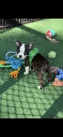 Max-AKC, a male Boston Terrier for sale in Konawa, OK – 4 of 10