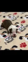 Watson-AKC, a male Boston Terrier for sale in Konawa, OK – 5 of 8
