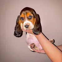 Aspen, a female Basset Hound for sale in Kent, OH – Photo 1 of 4