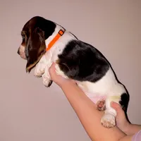 Aspen, a female Basset Hound for sale in Kent, OH – Photo 2 of 4