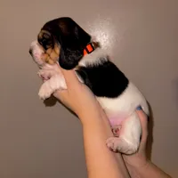 Aspen, a female Basset Hound for sale in Kent, OH – Photo 4 of 4