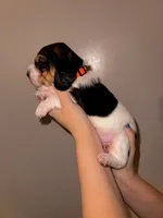 processed/ff23cd25-303b-464d-963f-16654228b440/listing/14eeeab9-c356-414e-9218-6a7e9a366c55/6c89e1a1-181e-4dae-8c01-37d1dd0b95bc