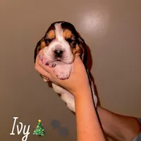 Ivy, a female Basset Hound for sale in Kent, OH – Photo 3 of 4