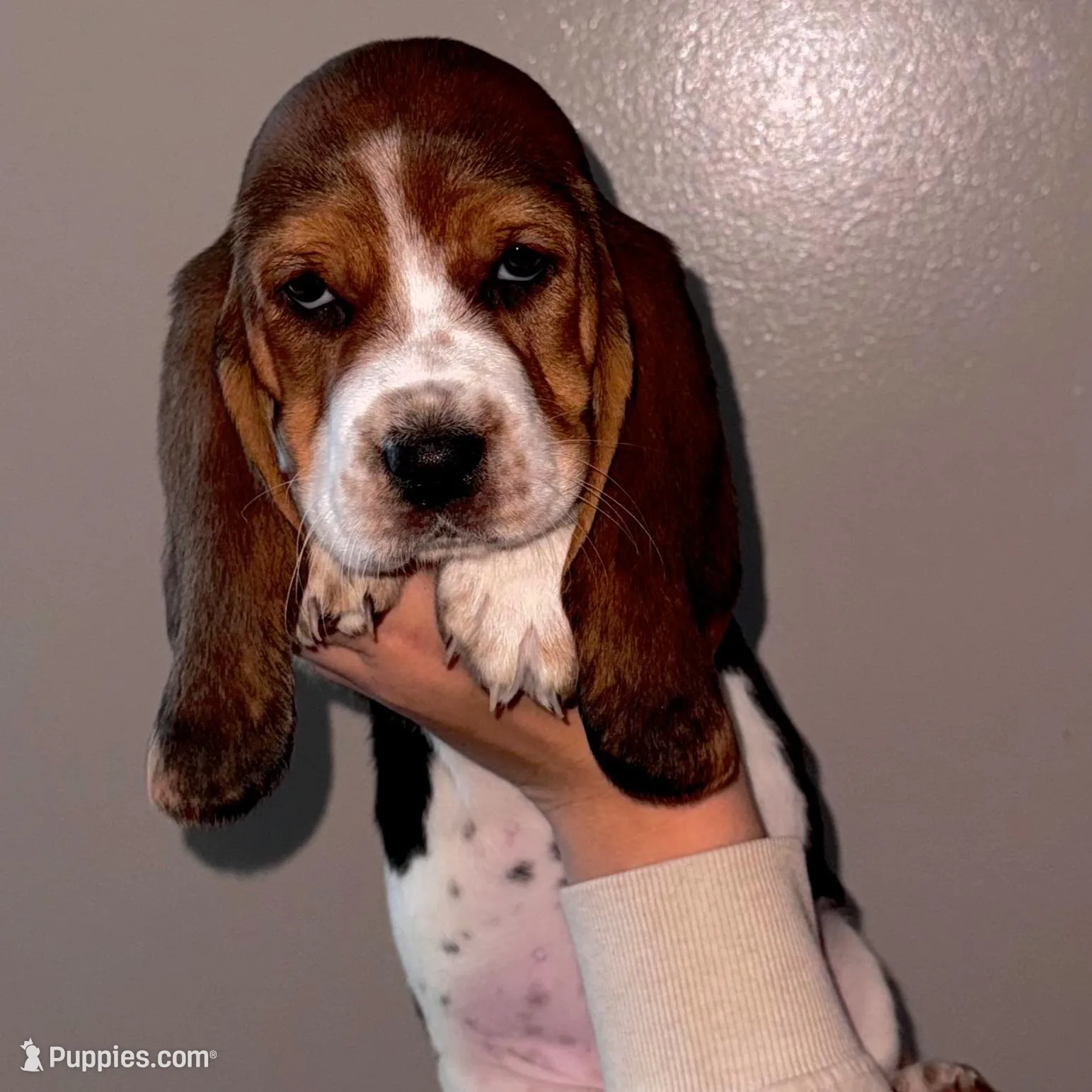 Ivy, a female Basset Hound for sale in Kent, OH – Photo 2 of 4
