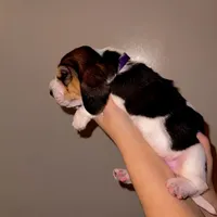 Ivy, a female Basset Hound for sale in Kent, OH – Photo 4 of 4