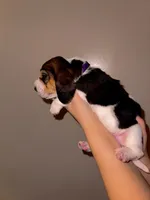 processed/ff23cd25-303b-464d-963f-16654228b440/listing/64a5bd42-7c17-4284-a550-6c0e1a9d2bab/87665fd4-2825-4375-9723-41d8b39e65ec