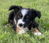 Nickee, a male Miniature Australian Shepherd for sale in Crescent, OK – 3 of 7