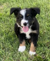 Nickee, a male Miniature Australian Shepherd for sale in Crescent, OK – 2 of 7