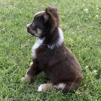 Liam, a male Miniature Australian Shepherd for sale in Crescent, OK – 6 of 7