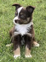 Liam, a male Miniature Australian Shepherd for sale in Crescent, OK – 1 of 7