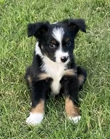 Nickee, a male Miniature Australian Shepherd for sale in Crescent, OK – 4 of 7