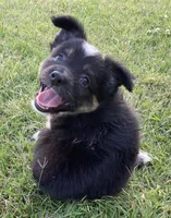 Skylar, a female Miniature Australian Shepherd for sale in Crescent, OK – 7 of 7